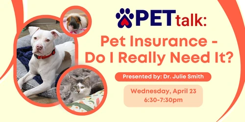 Dog owner reviewing pet insurance options